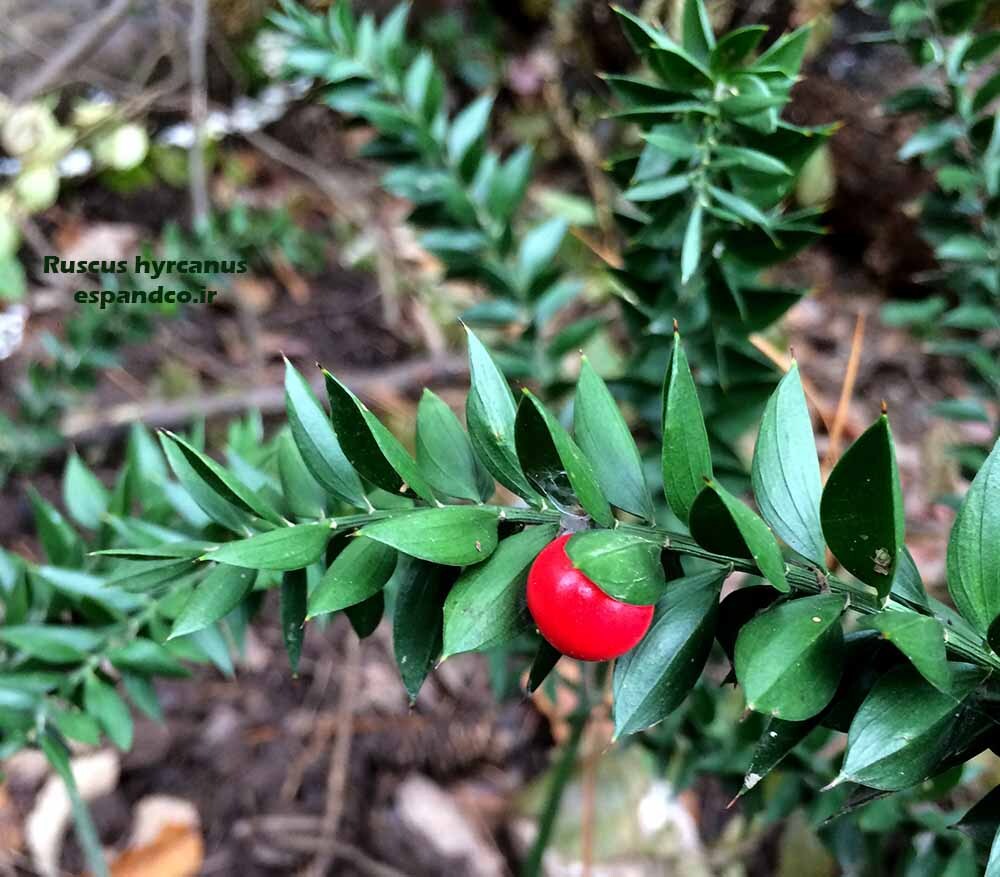  بذر کوله خاس 